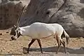 Eine Oryxantilope