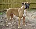 Weibliche Boxer sind etwas kleiner als die männlichen.