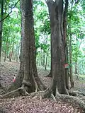 Aus Mahagoni-Holz lassen sich edle Möbel herstellen.