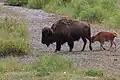Mutter und Kalb im Yellowstone-Nationalpark in den USA