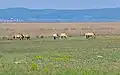 Przewalski-Pferde, die wild im Nationalpark Neusiedler See-Seewinkel leben
