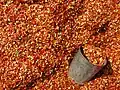 Getrockneter roter Chili in Myanmar