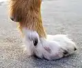 Der Fuß eines Hundes