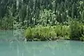 Einer der letzten drei kleinen Urwälder in der Schweiz am Derborence-Stausee im Kanton Wallis