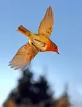 Ein Rotkehlchen im Flug