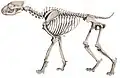 Ein Tüpfelhyänen-Skelett