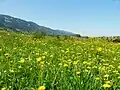 Eine Blumenwiese im Allgäu in Bayern