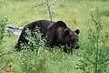 Ein Braunbär in Finnland