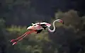 Dieser Flamingo fliegt in den Vereinigten Arabischen Emiraten.