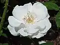 Eine weiße, wenig gefüllte Rose