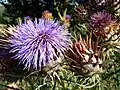 Eine Artischocke in Blüte, in Spanien