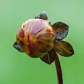 Knospe einer Dahlie