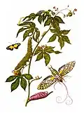 Merian war die erste, die Insekten zusammen mit den Pflanzen gezeichnet hat, auf denen die Insekten leben.
