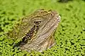 Diese Reptilienart lebt in Australien. Sie hat den Namen Wasserdrache erhalten.
