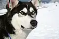 Die typische Fellzeichnung des Sibirischen Huskys