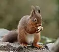Auch Eichhörnchen mögen Erdnüsse.