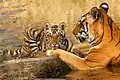 Eine Tigermutter mit ihrem Jungtier