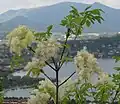 Blumen-Esche in Italien