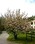 Blühender Apfelbaum