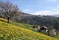 Eine Wiese voller Löwenzahn in Österreich