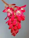 Blüte der Blut-Johannisbeere