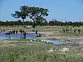 Ein Wildnisgebiet in Botswana in Afrika.