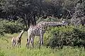 Eine Giraffe mit einem Jungen