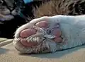 Eine Katzenpfote mit eingezogenen Krallen