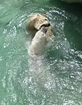 Eisbären im Tiergarten Schönbrunn in Wien