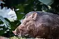 Ein Wildschwein in einem Nationalpark in Thailand