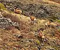 Argalis, Riesenwildschafe in einem Nationalpark in Kasachstan