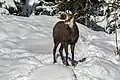 Auch im Schnee fühlt sich die Gämse wohl.