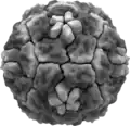 Ein Rhinovirus, das die Erkältung auslöst, stark vergrößert