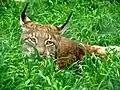 Ein Luchs im Gras, in einem Zoo