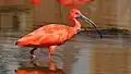 Der rote Ibis gilt als ein nationales Symbol.