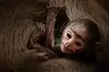 Auf Sri Lanka: Dieses Baby ist ein Südlicher Hanuman-Langur.