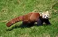 Roter Panda oder Kleiner Panda: Mit dem Riesenpanda ist er nicht verwandt.