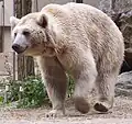 In Armenien lebt auch der Syrische Braunbär.