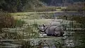 Ein Nashorn in einem Sumpf in Nepal
