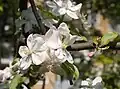 Apfel-Blüten