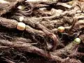 Dreadlocks von nahem