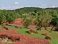 Ein Wald mit Akazien-Bäumen in Mali