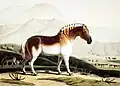 Ein gemaltes Quagga, aus dem Jahr 1804