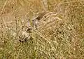 Ein Frischling, gut versteckt im Gras