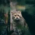 Eine Wildkatze in Polen