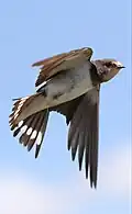Diese Rauchschwalbe ist gerade auf der Jagd nach Insekten.