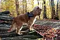 Ein Spaziergang im Herbst