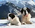 Zwei Bernhardiner im Schnee