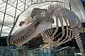 Skelett eines Schwertwals im Frankfurter Senckenberg-Museum