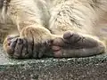 Pfote eines Makaken, einer Affenart aus Gibraltar